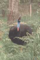 cassowary (photo by D E Rogers)