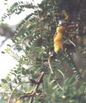kowhai (photo by C. Rogers)