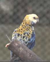 pale-head rosella (photo by D E Rogers)