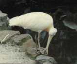 yellow-bill spoonbill (photo by D E Rogers)